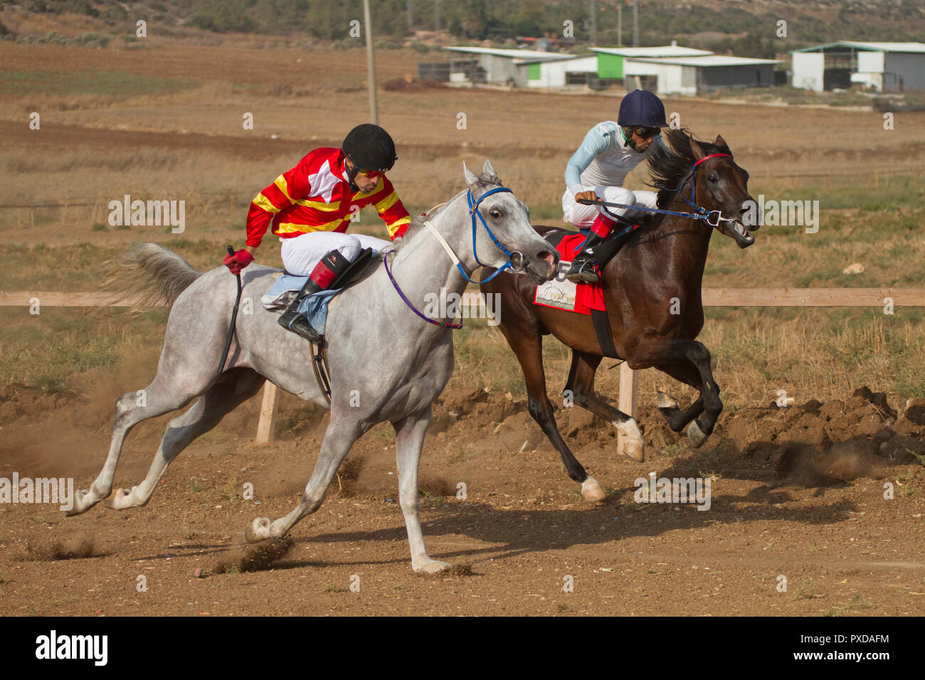Arabische Pferd in einem Rennen mit Beduinen Reiter Stockfoto