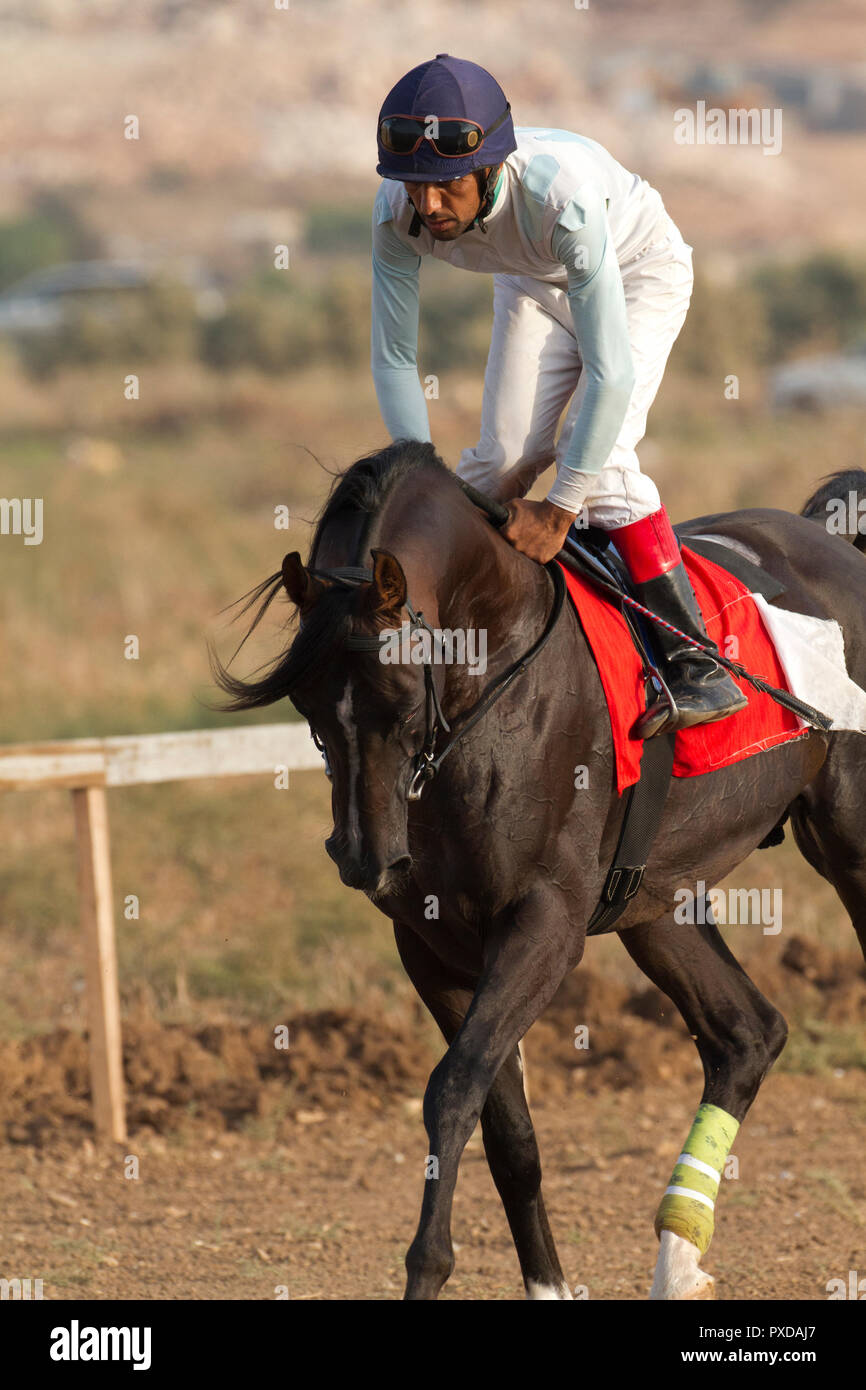 Arabische Pferd in einem Rennen mit Beduinen Reiter Stockfoto