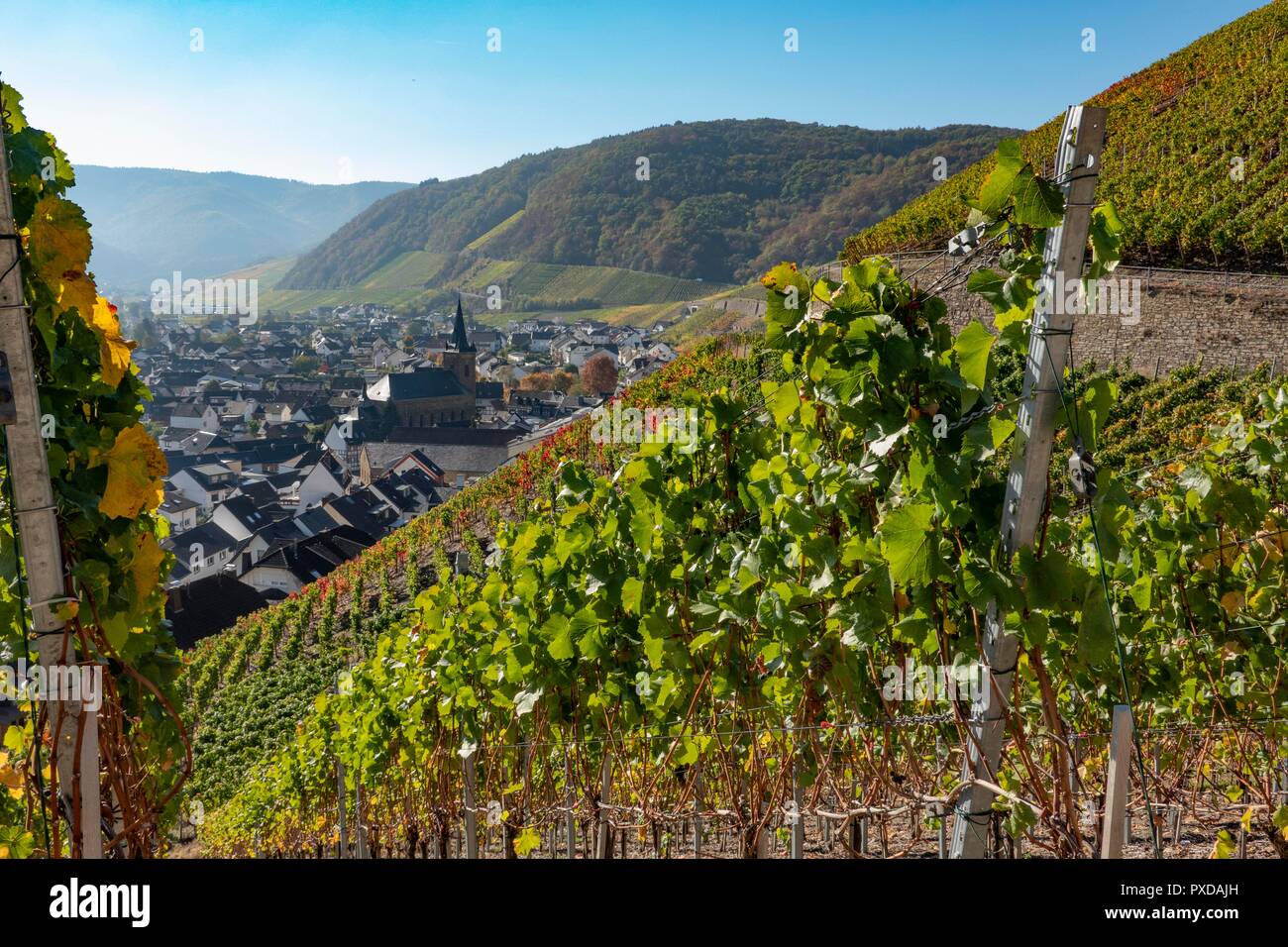 Ahrtal, Deutschland. Das Dorf von Dernau, ein Zentrum der Weinproduktion wird durch steile Hänge mit Weinbergen umgeben Stockfoto