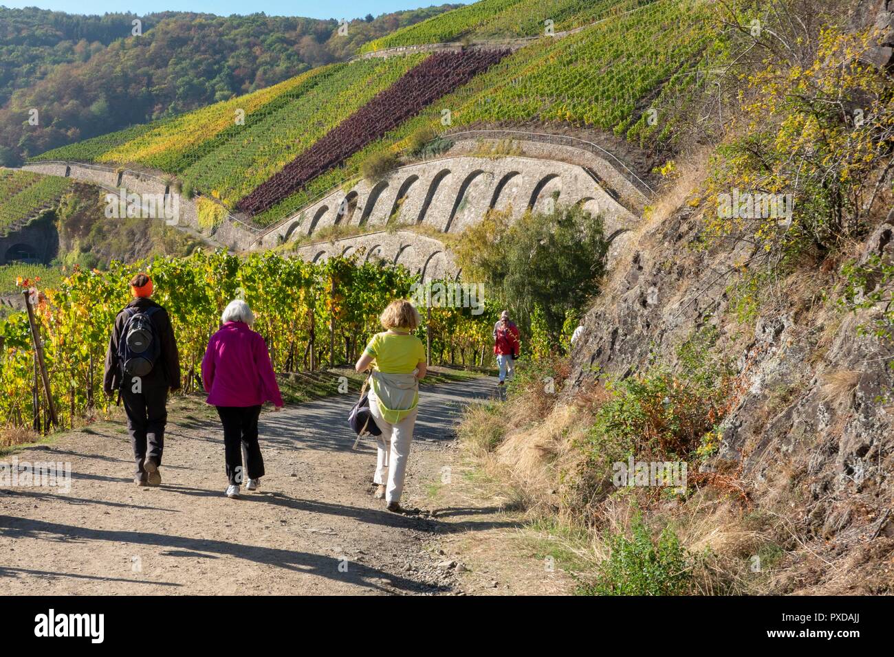 Dernau, Ahr Valley, Deutschland, 10-21-2018. Der Rotwein Wanderweg (Rotwein-Wanderweg) durch die Weinberge ist ein beliebter Weg für einen Ausflug auf einem sonnigen aut Stockfoto