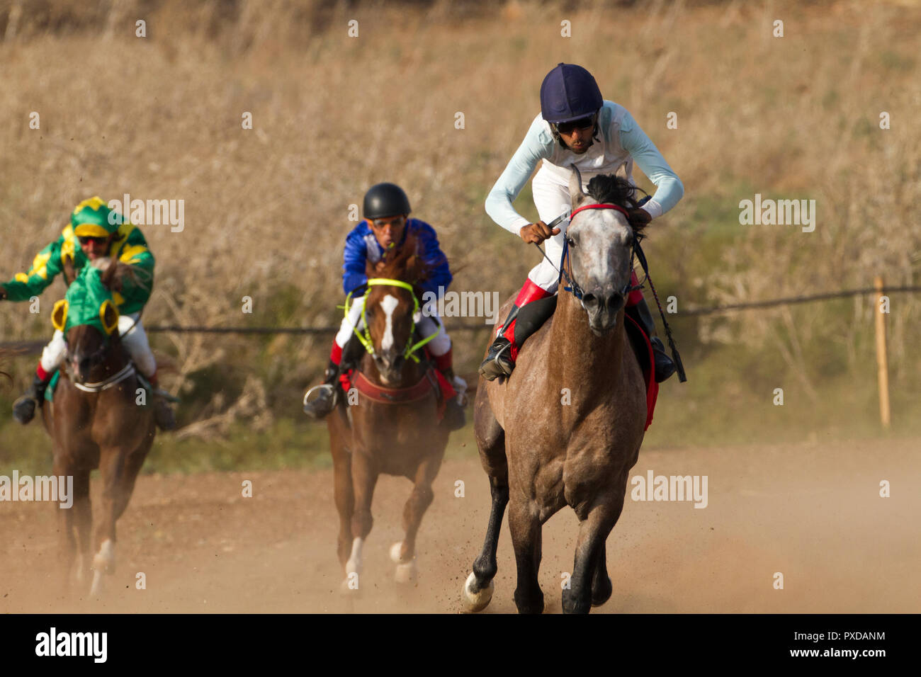 Arabische Pferd in einem Rennen mit Beduinen Reiter Stockfoto