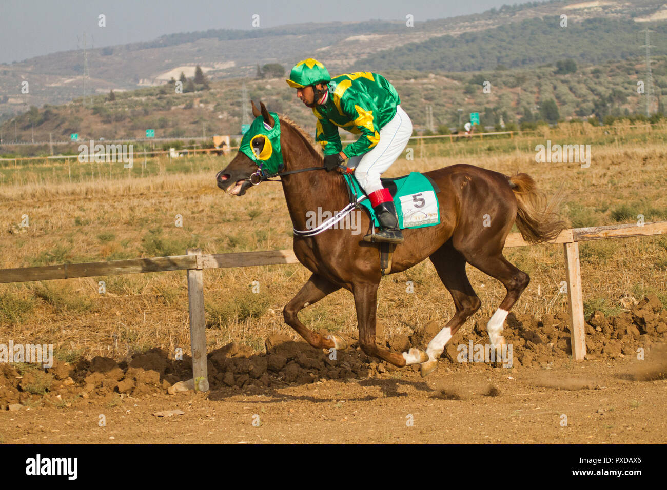 Arabische Pferd in einem Rennen mit Beduinen Reiter Stockfoto