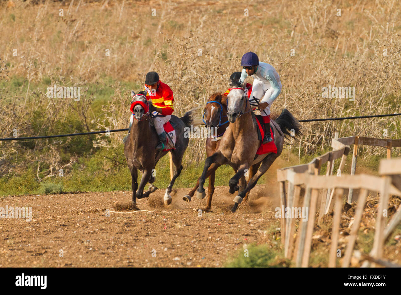 Arabische Pferd in einem Rennen mit Beduinen Reiter Stockfoto