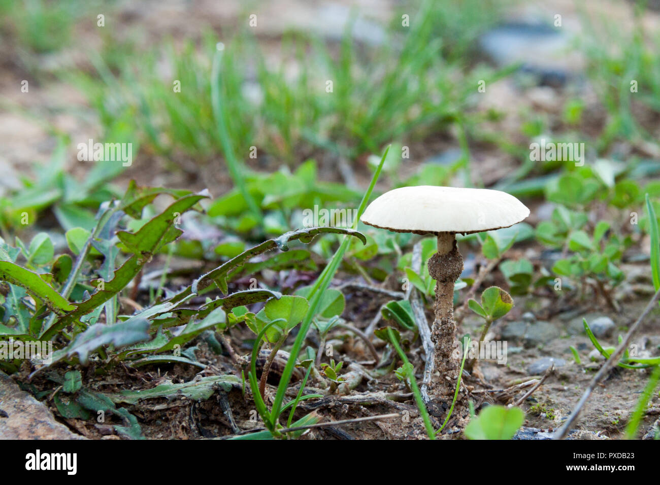 Pilze, die nach dem Regen zu wachsen sind wie das Wunder von Herbst Stockfoto