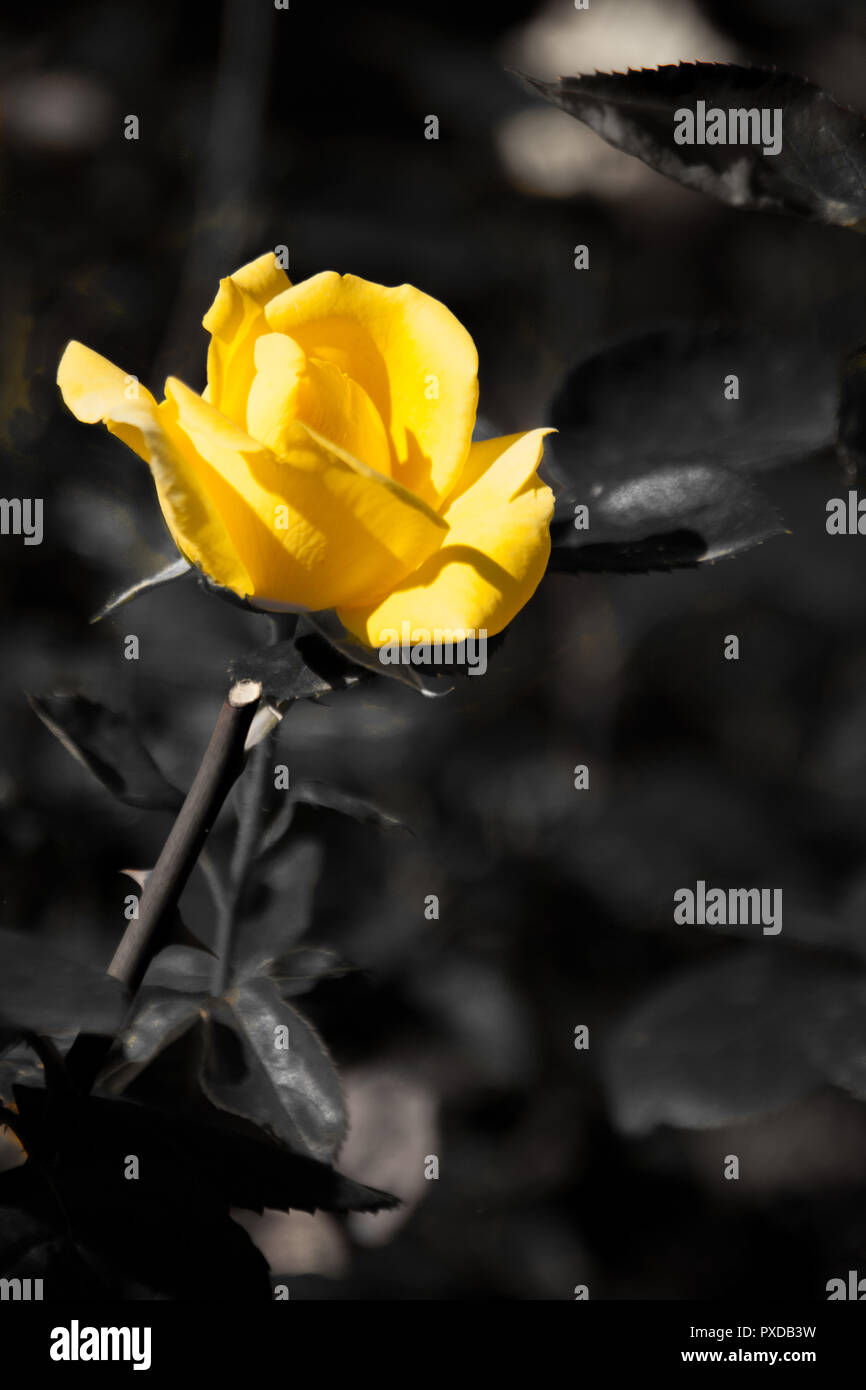 Selektive Farbe, gelbe Rose Stockfoto