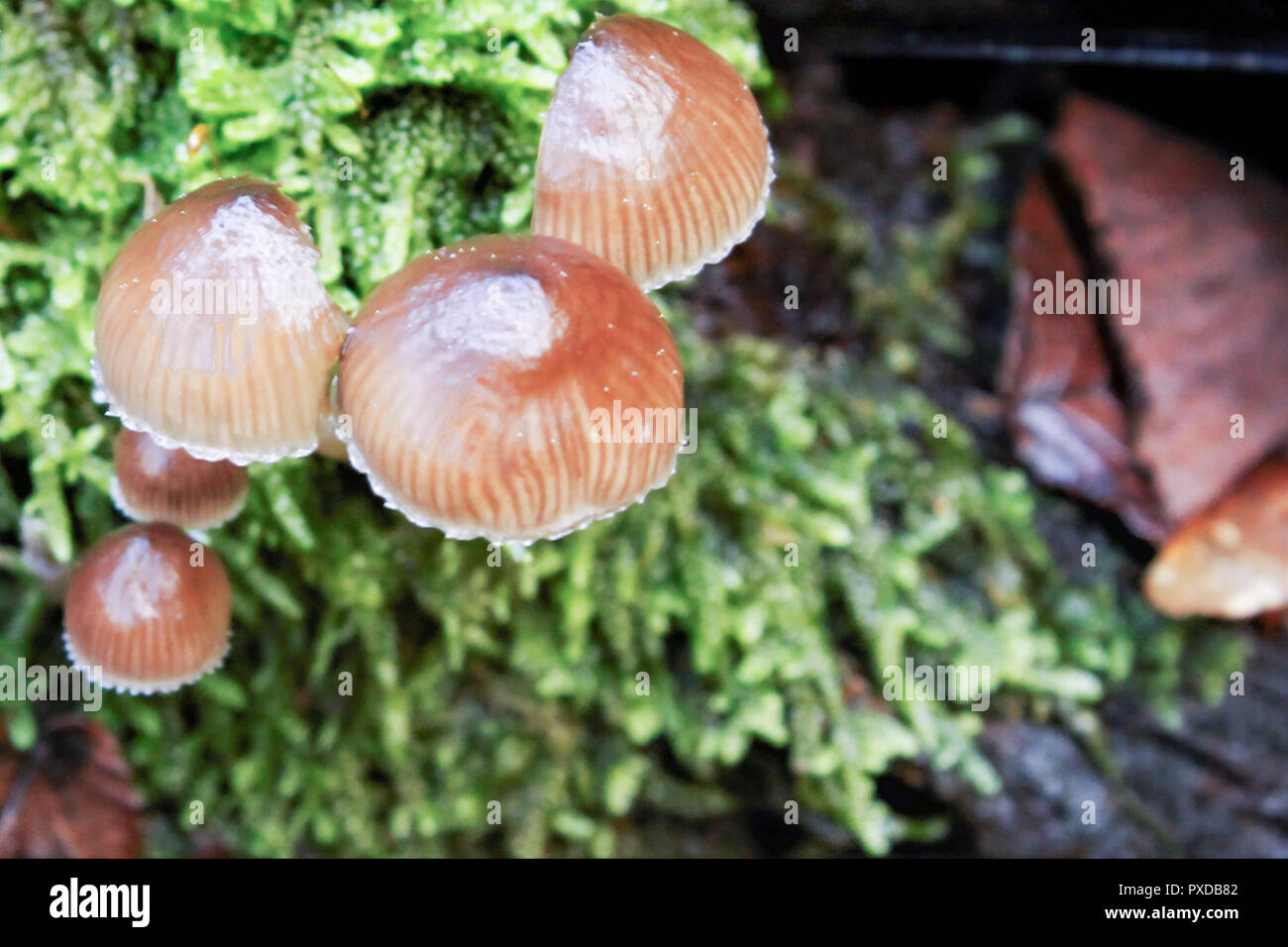 Pilze, die nach dem Regen zu wachsen sind wie das Wunder von Herbst Stockfoto
