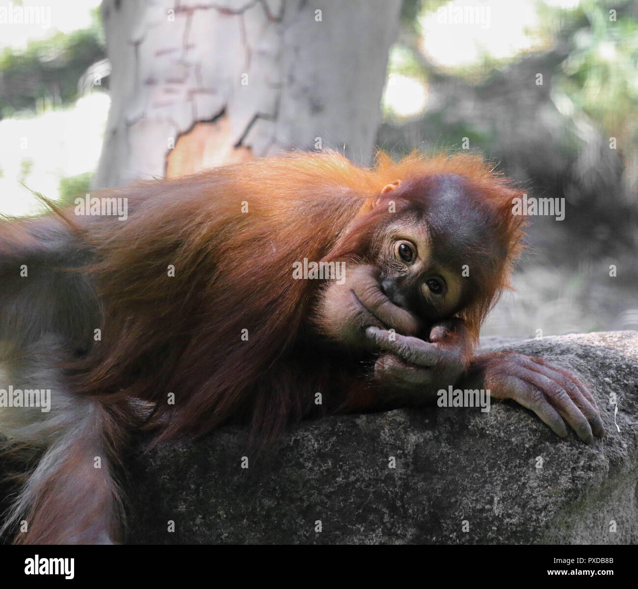 Little Baby Orangutan Festlegung und Denken auf die drei in Budapest, Zoo, Ungarn Stockfoto