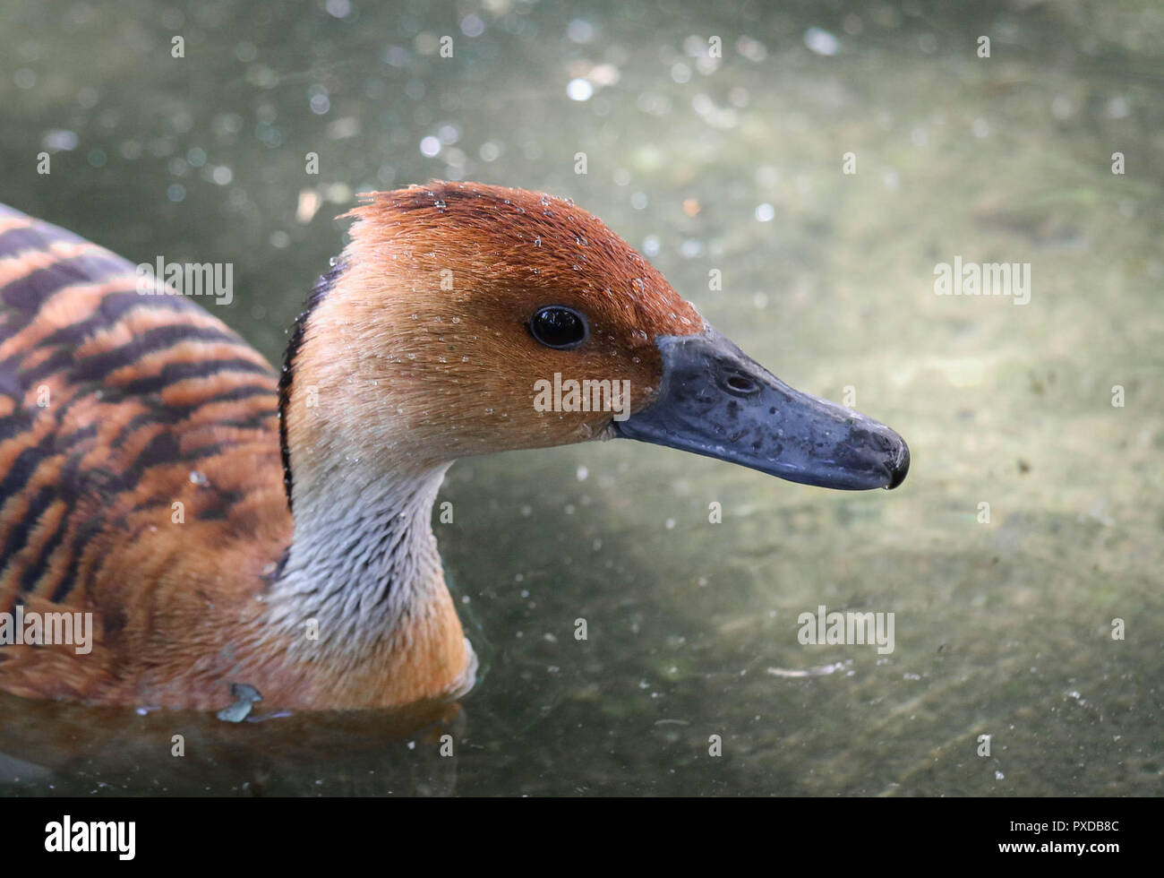 In der Nähe von Pfeifen Fulvous Ente - Dendrocygna bicolor Schwimmen im See an der Budapester Zoo, Ungarn Stockfoto