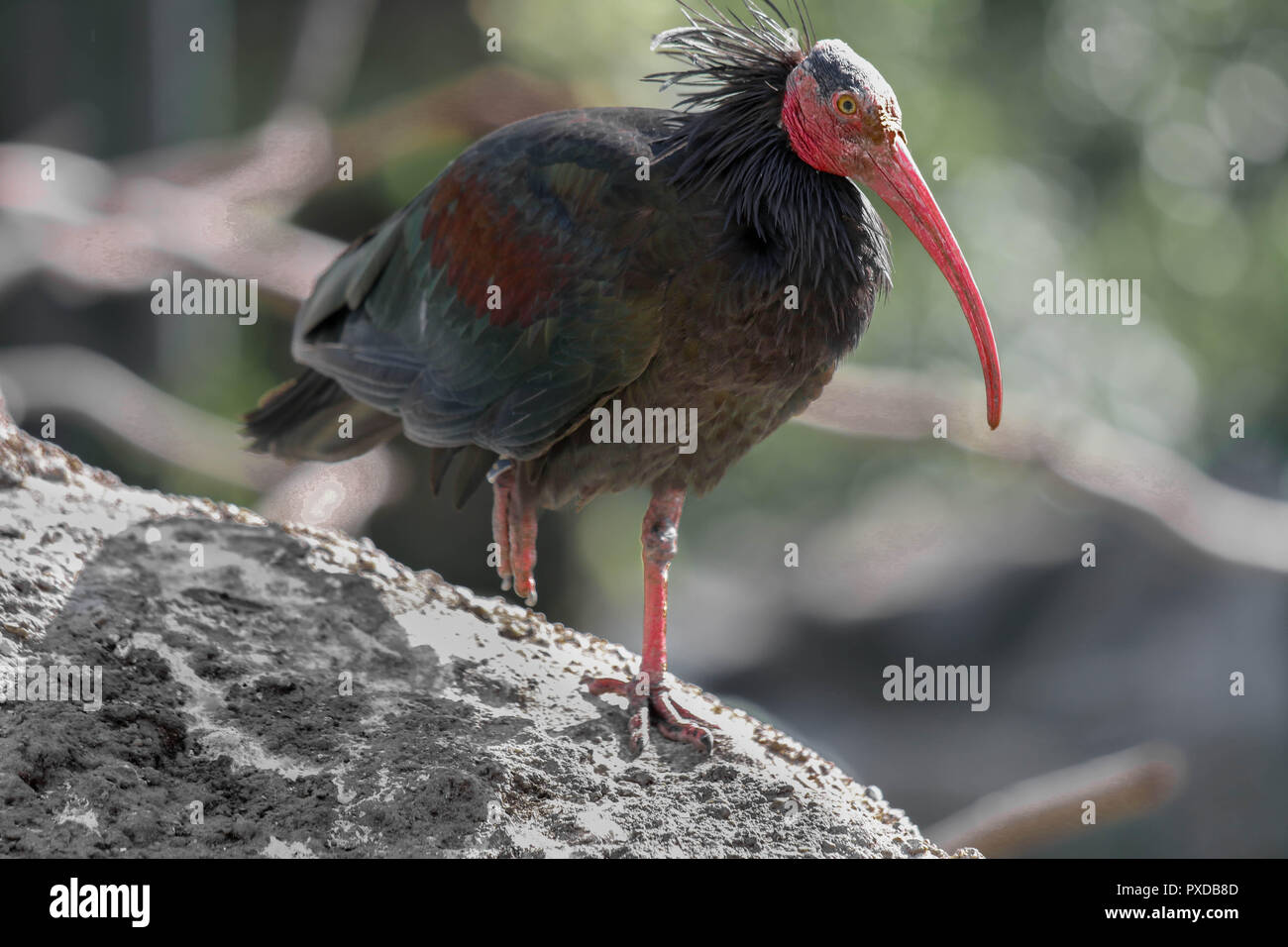 Northern bald Ibis - Geronticus eremita Stockfoto
