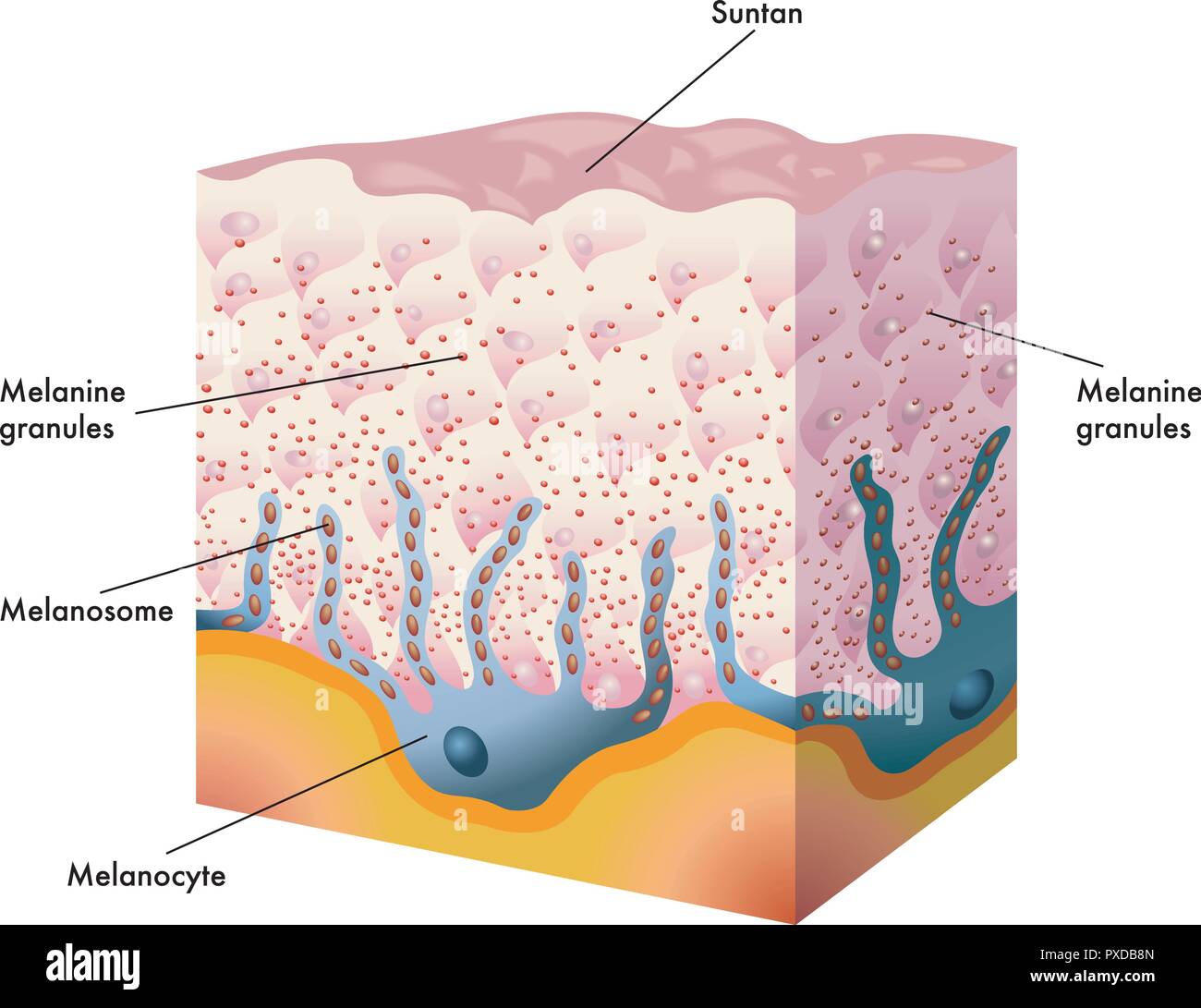 Синтез меланина в коже схема. Меланин в эпидермисе кожи. Меланин строение. Образует пигмент меланин слой кожи. Где в коже находится пигмент.