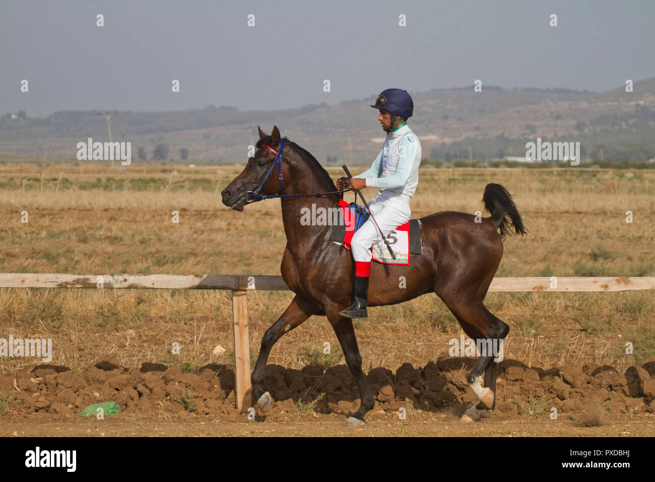 Arabische Pferd in einem Rennen mit Beduinen Reiter Stockfoto