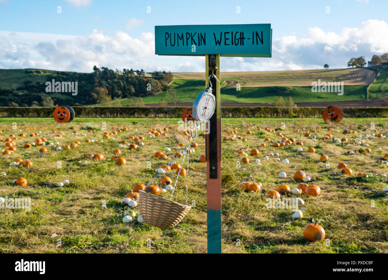 Kürbis Waage in ihrer eigenen Kürbis Feld im Oktober, East Lothian, Schottland, Großbritannien Stockfoto