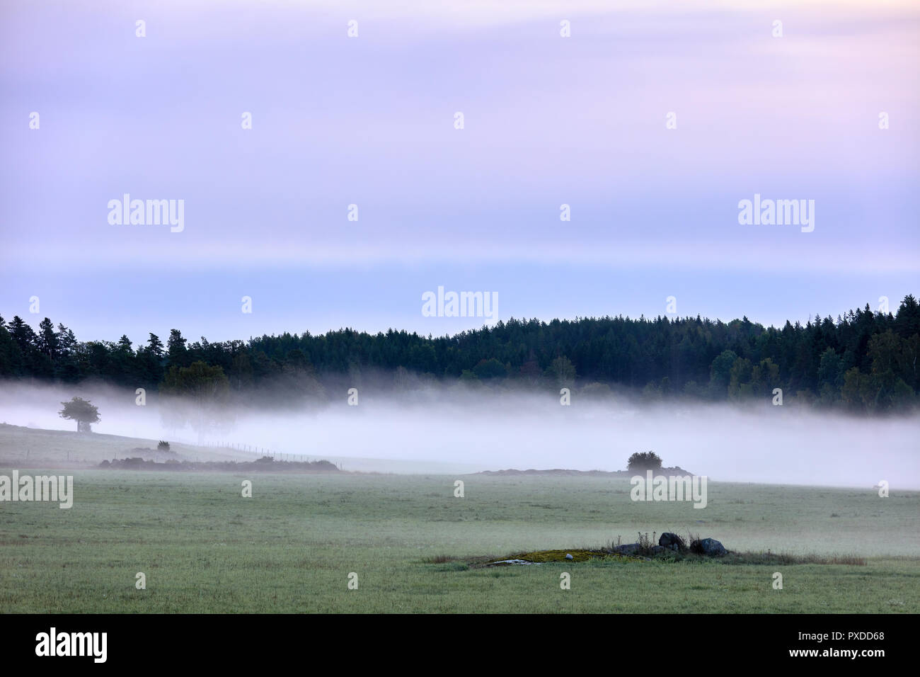 Foggy meadog in einer schwedischen Landschaft in der Nähe von Stockholm Stockfoto