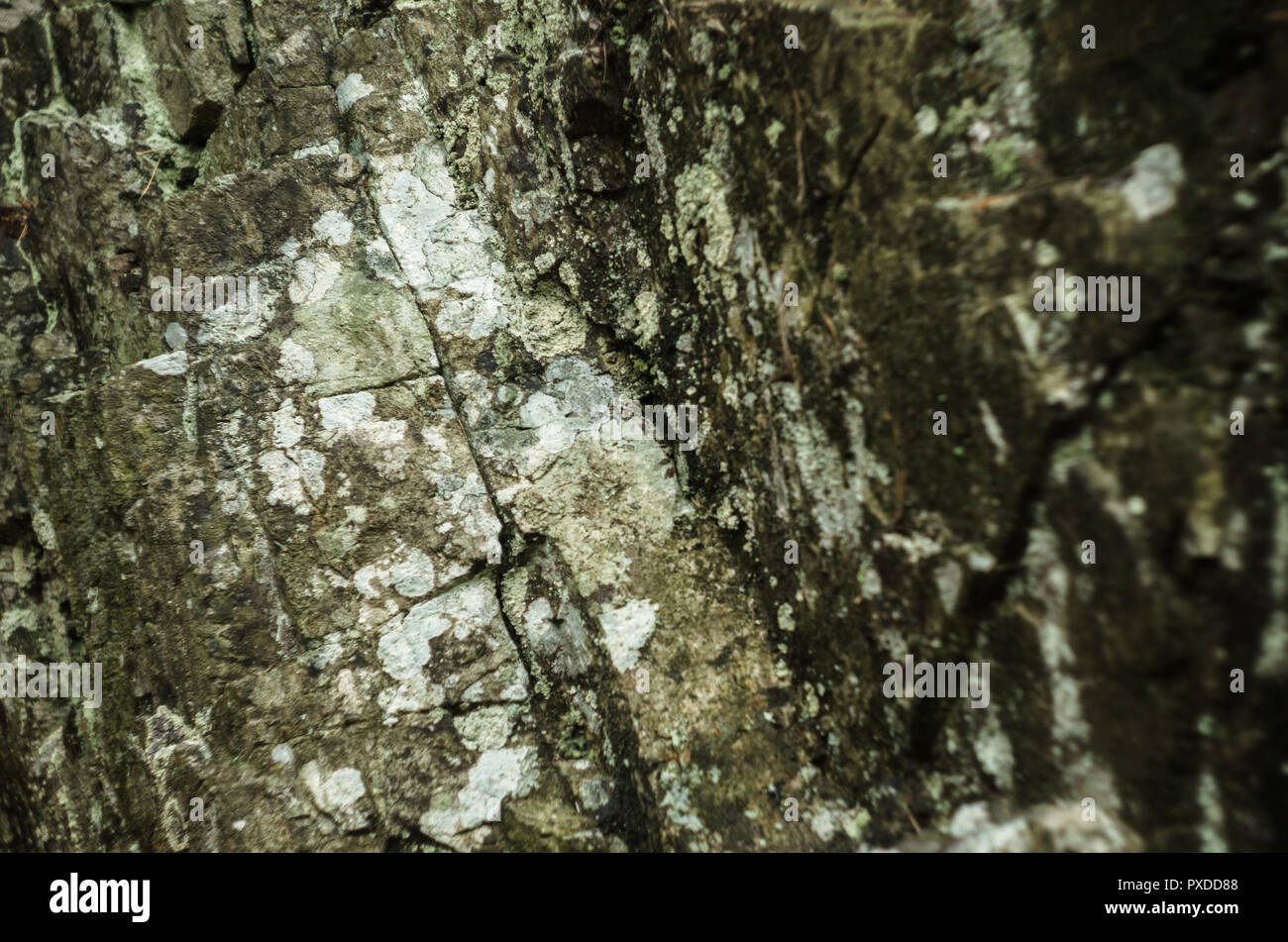 Oberfläche des Felsens von lichenes. Stockfoto