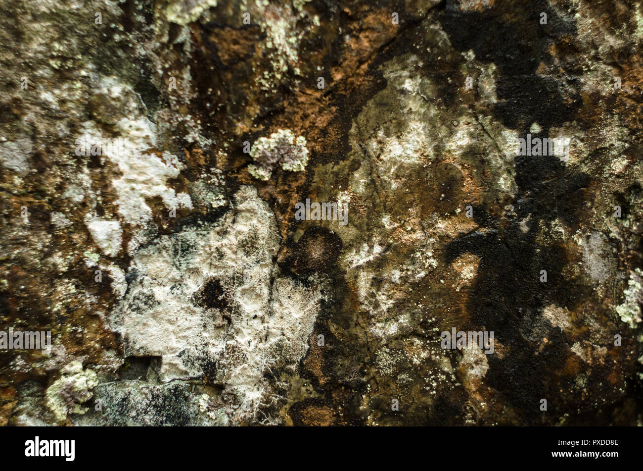 Oberfläche des Felsens von lichenes. Stockfoto