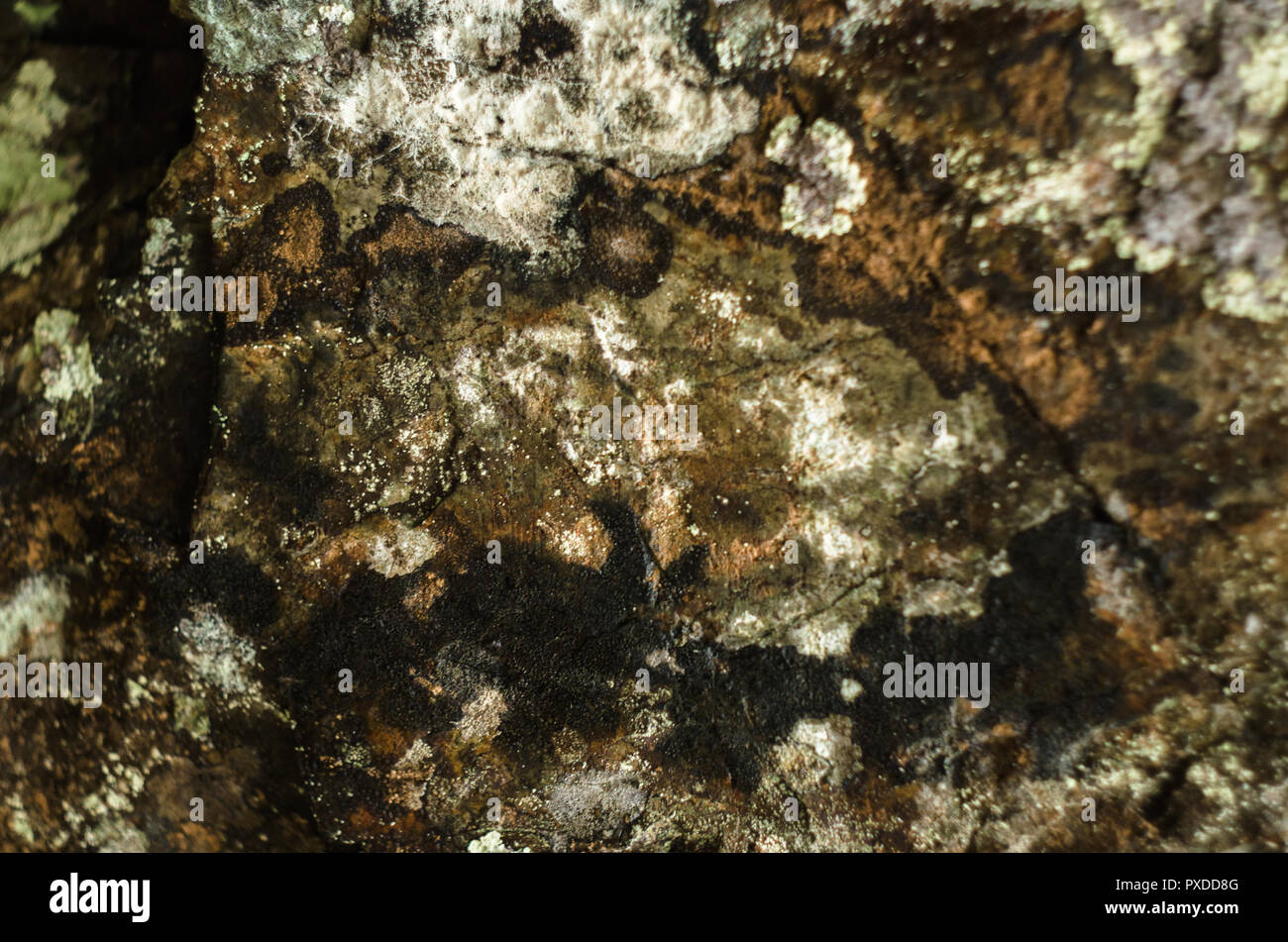Oberfläche des Felsens von lichenes. Stockfoto