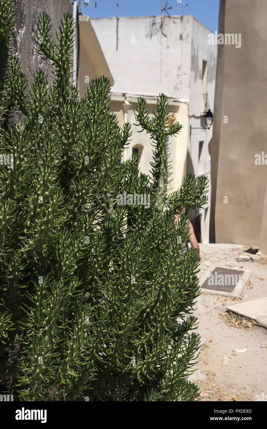 Grünen Kaktus auf der Straße von der Stadt von Calvi. Zielony Kaktus na ulicy miasta Calvi. Stockfoto