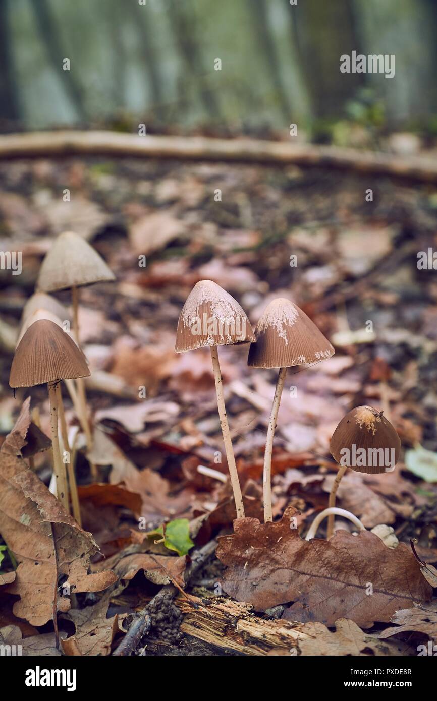 Pilzzucht im Wald Stockfoto