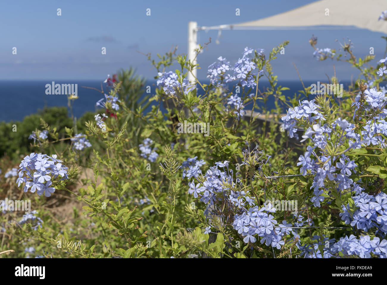 Kleine blaue Blumen - Plumbago - direkt am Meer, in der Umgebung von Calvi. Małe niebieskie - kwiatki Ołownica - nad brzegiem morza w okolicy Calvi. Stockfoto