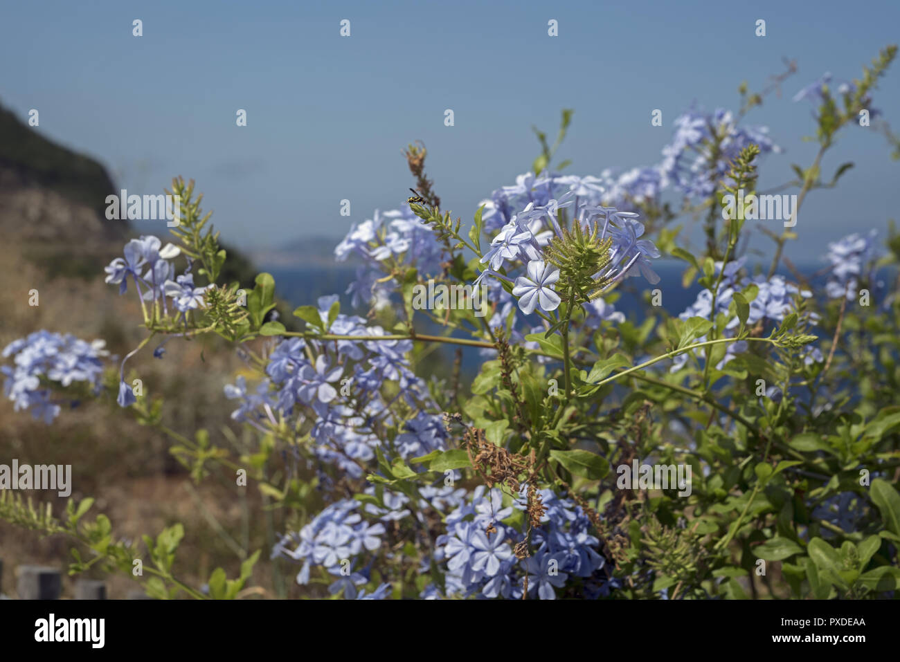 Kleine blaue Blumen - Plumbago - direkt am Meer, in der Umgebung von Calvi. Małe niebieskie - kwiatki Ołownica - nad brzegiem morza w okolicy Calvi. Stockfoto