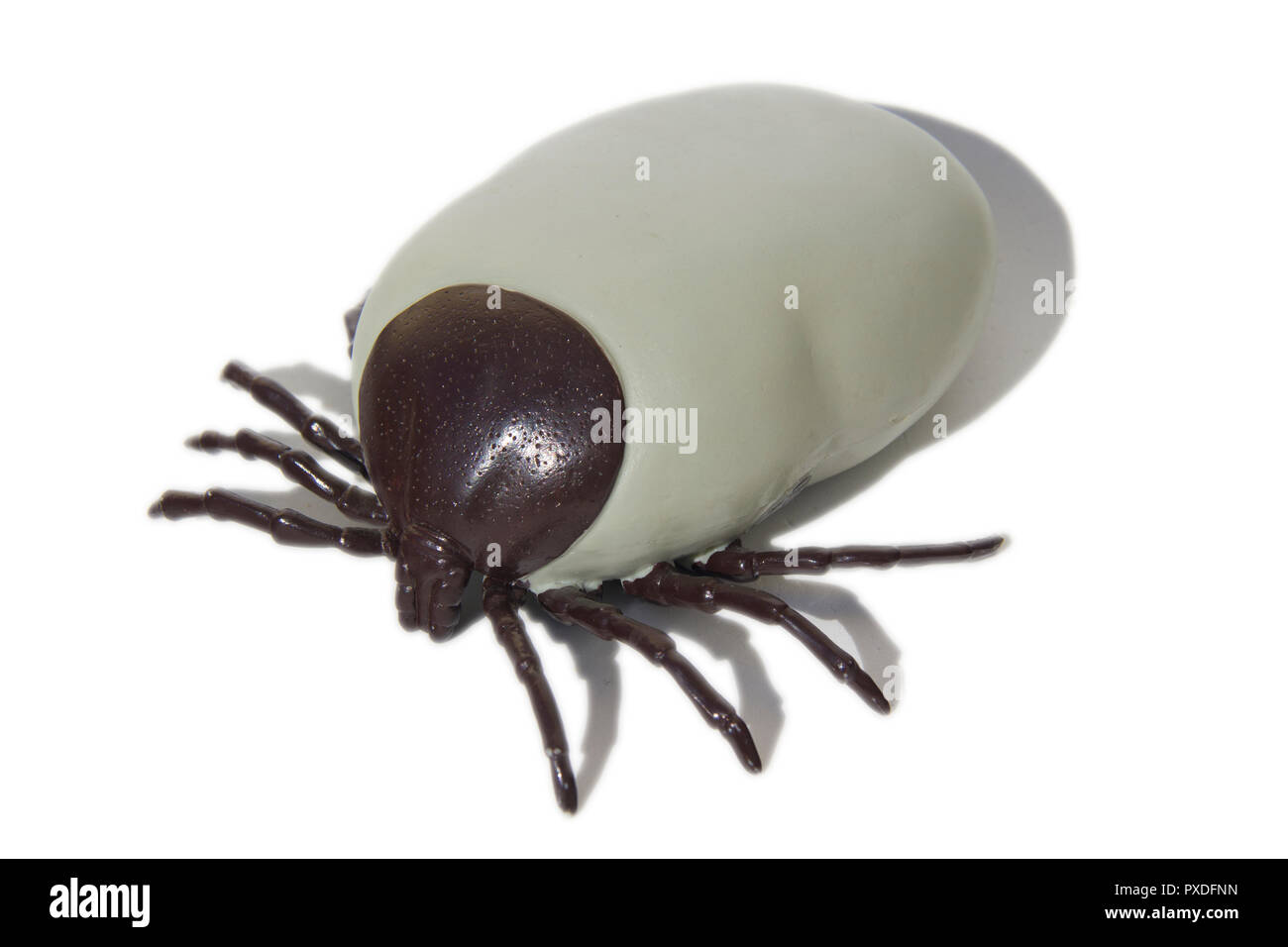 Große künstliche Enzephalitis Zecken auf weißem Hintergrund isoliert. Stockfoto