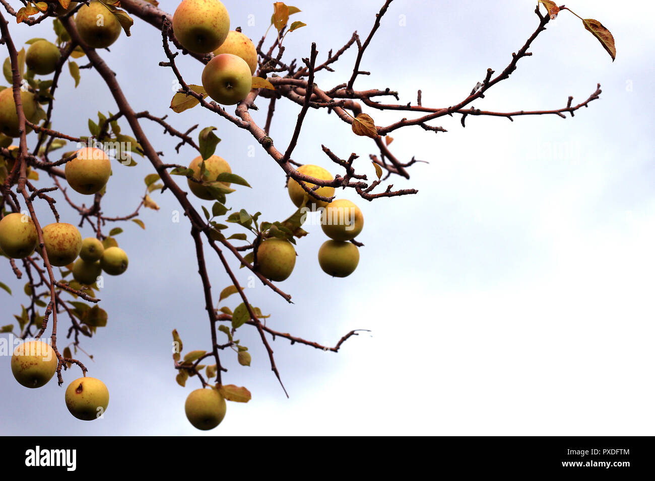 Grün braun-gelbe Äpfel auf dem Baum im Herbst Stockfoto