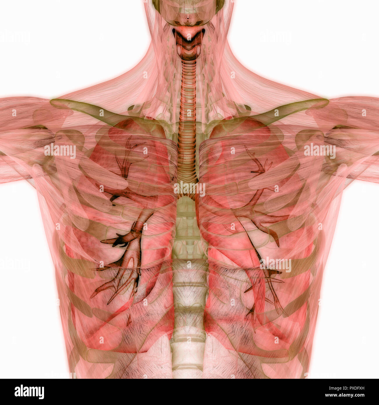 Menschliche Atmungssystem Lungen Anatomie Stockfoto