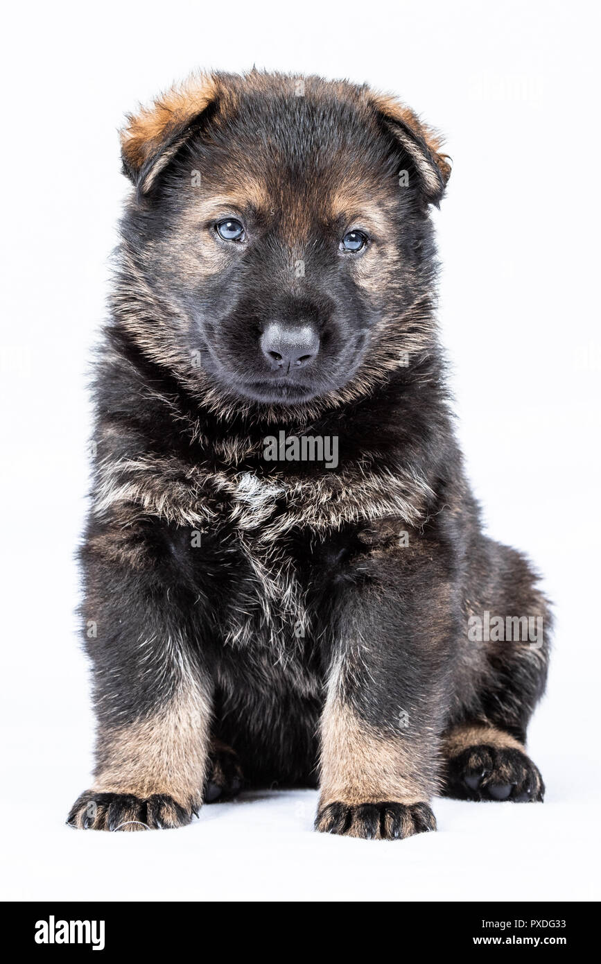 Portrait von der Linie deutscher schäferhund Welpen Stockfoto