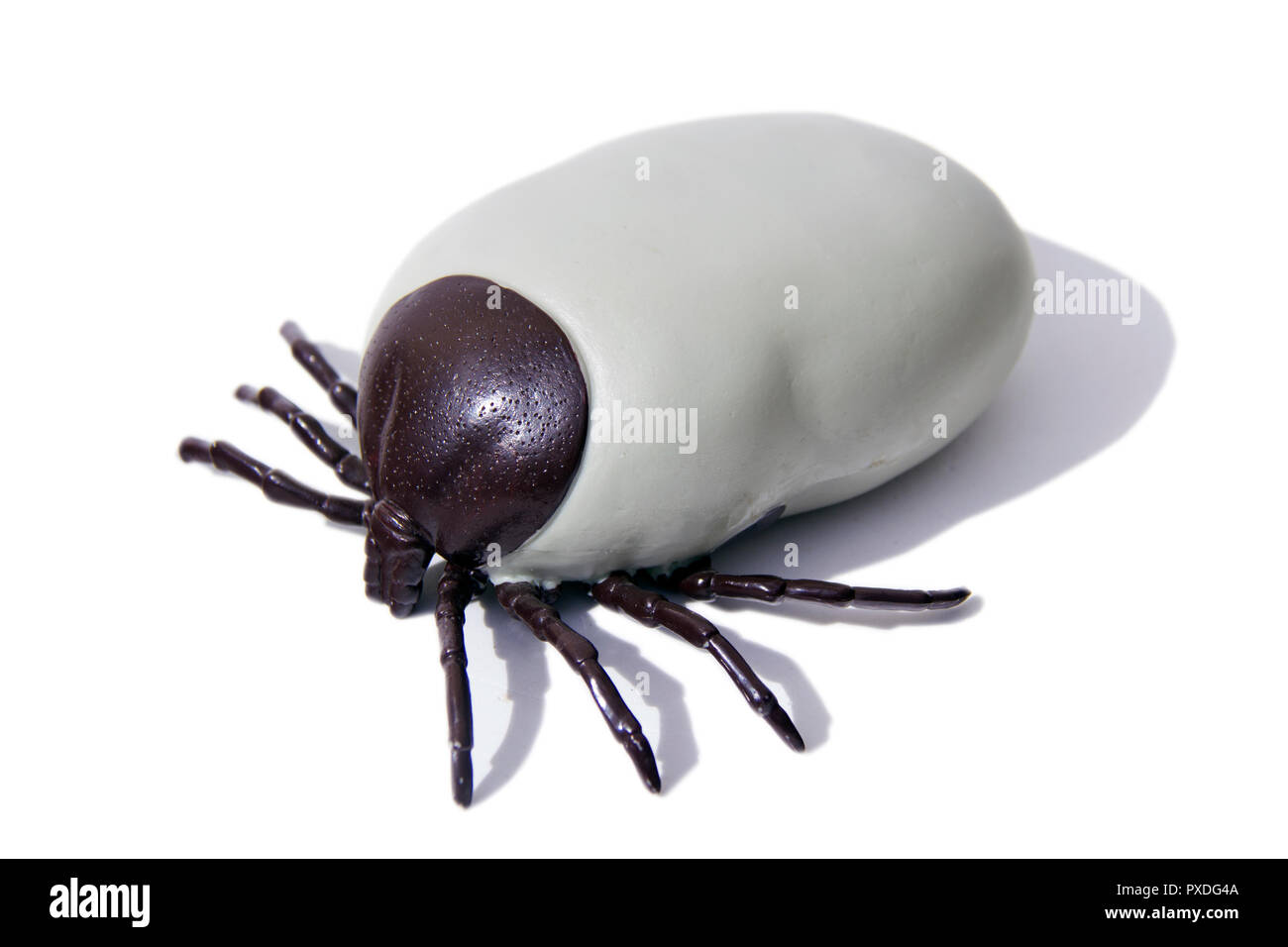 Große künstliche Enzephalitis Zecken auf weißem Hintergrund isoliert. Stockfoto