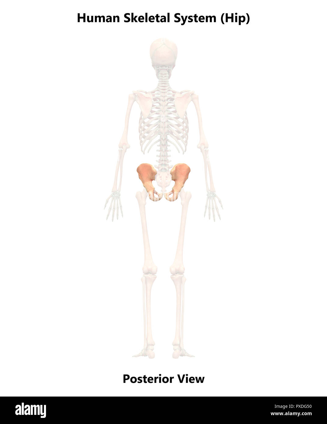 Menschliches Skelett, Knochen, die hintere Ansicht der Anatomie Stockfoto