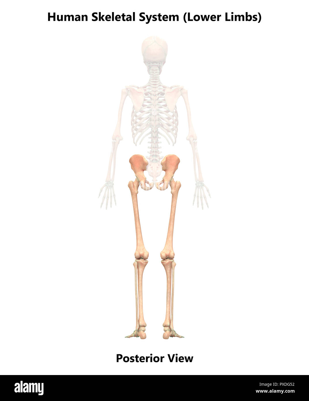 Menschliches Skelett, Knochen, die hintere Ansicht der Anatomie Stockfoto