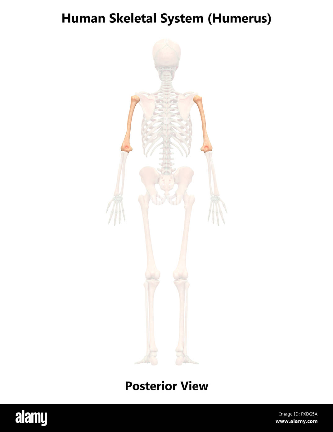 Menschliches Skelett, Knochen, die hintere Ansicht der Anatomie Stockfoto