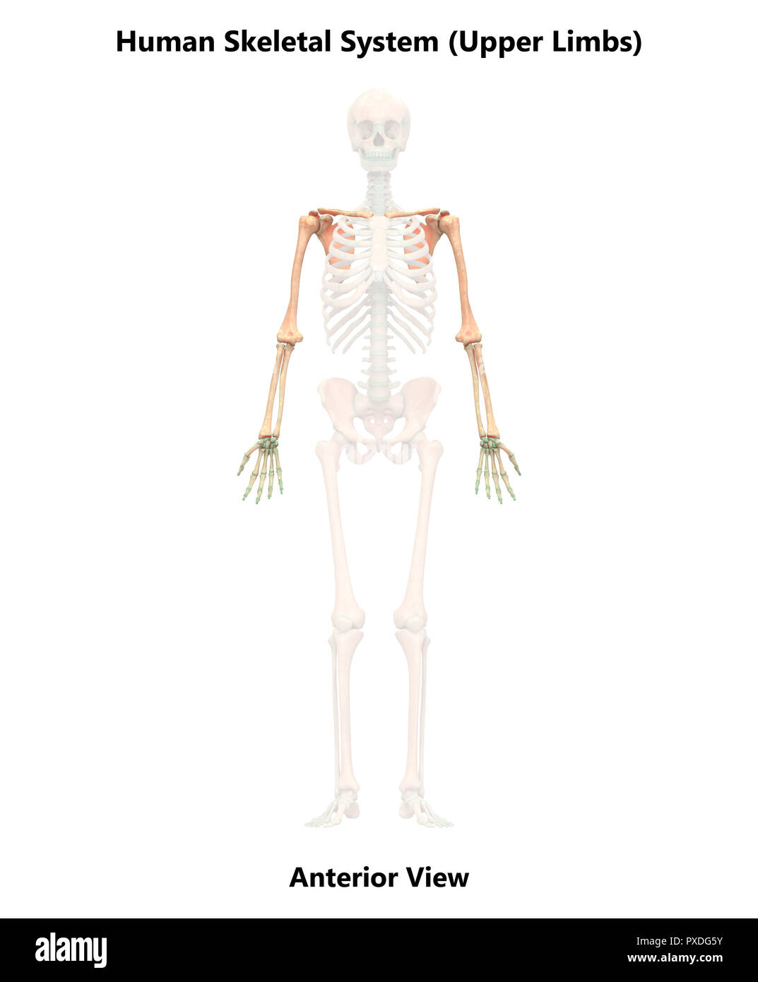 Menschliches Skelett System Knochen anteriore Ansicht Anatomie Stockfoto