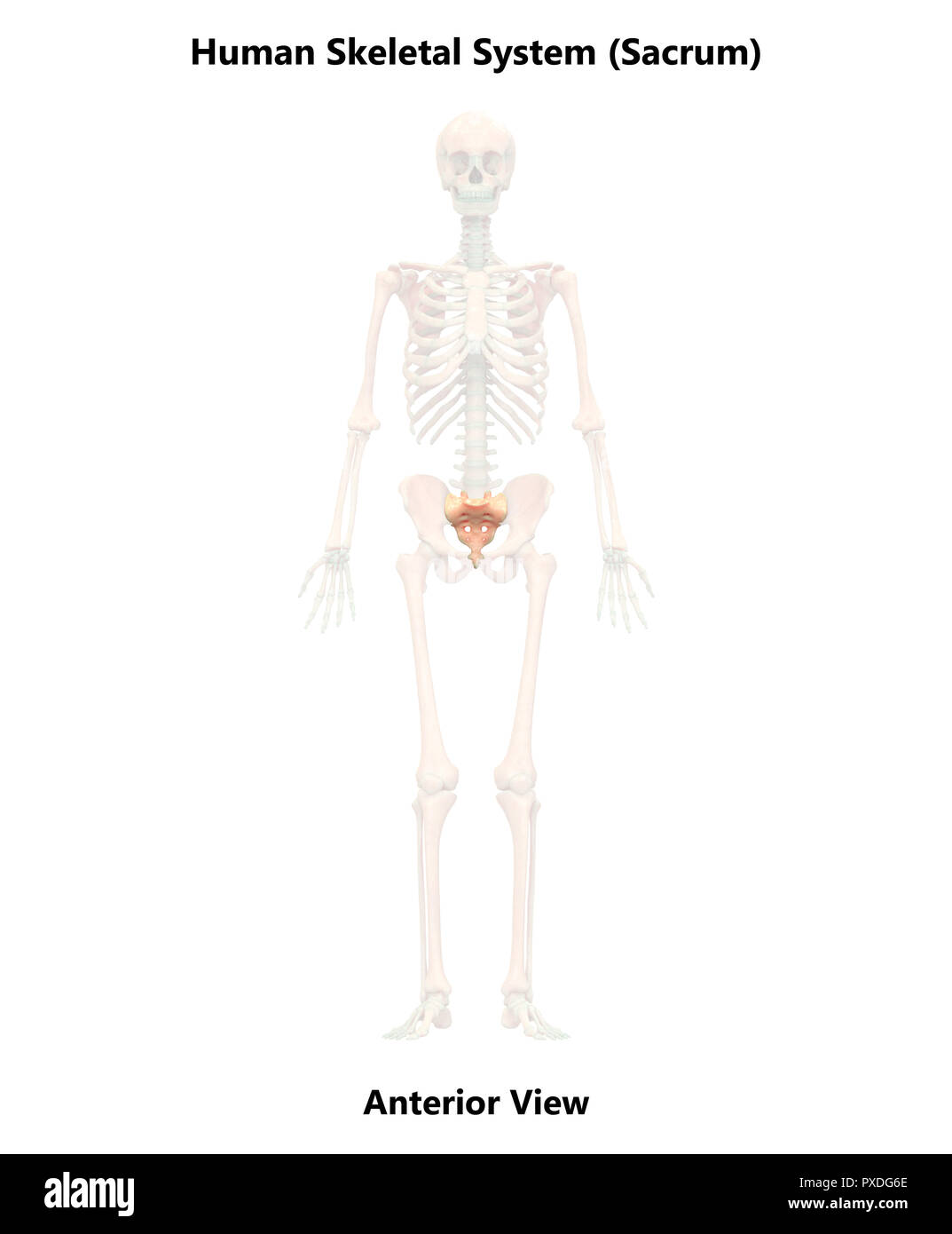 Menschliches Skelett System Wirbelsäule Anatomie Stockfoto