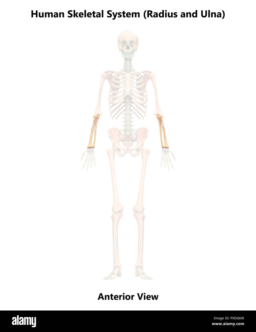 Menschliches Skelett System Knochen anteriore Ansicht Anatomie Stockfoto