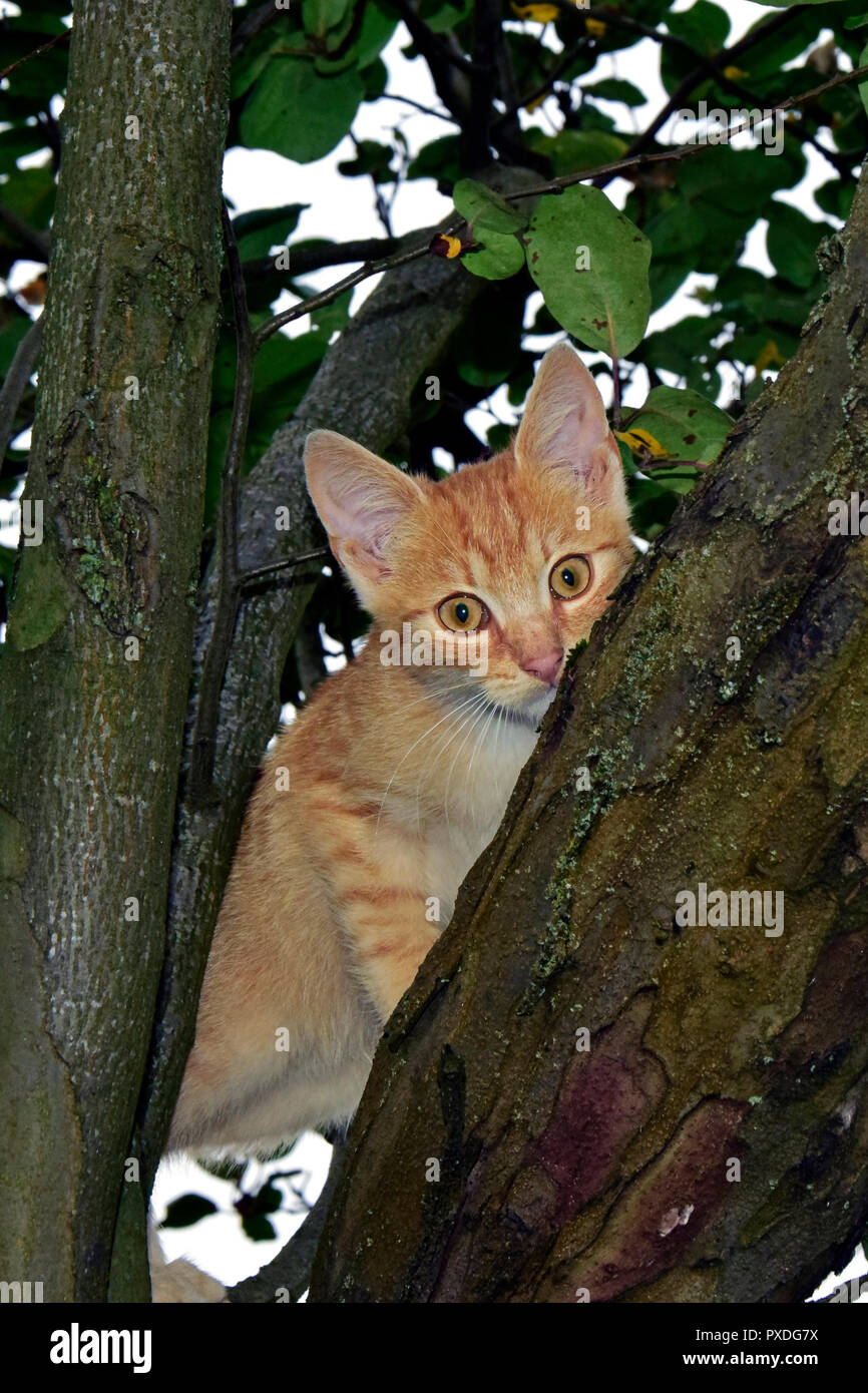 Einen Baum klettern orange tabby Kitten peeking mit Erstaunen aus, hinter der eine Amtsleitung, Nahaufnahme Stockfoto