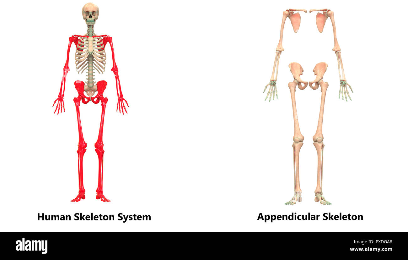 Menschliches Skelett System Appendicular und axialen Skelett Anatomie Stockfoto