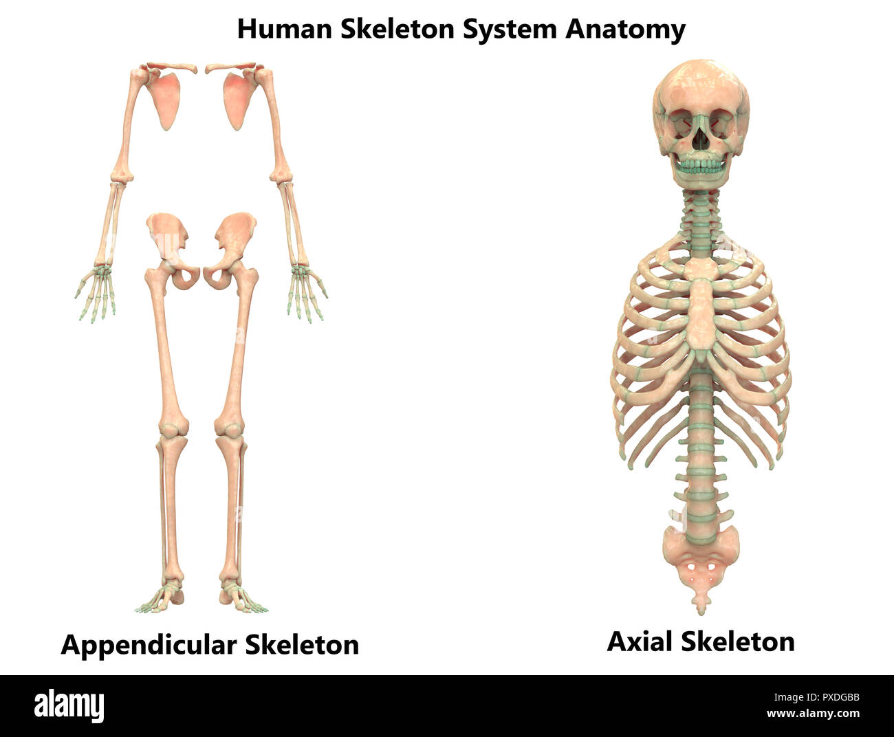 Menschliches Skelett System Appendicular und axialen Skelett Anatomie Stockfoto