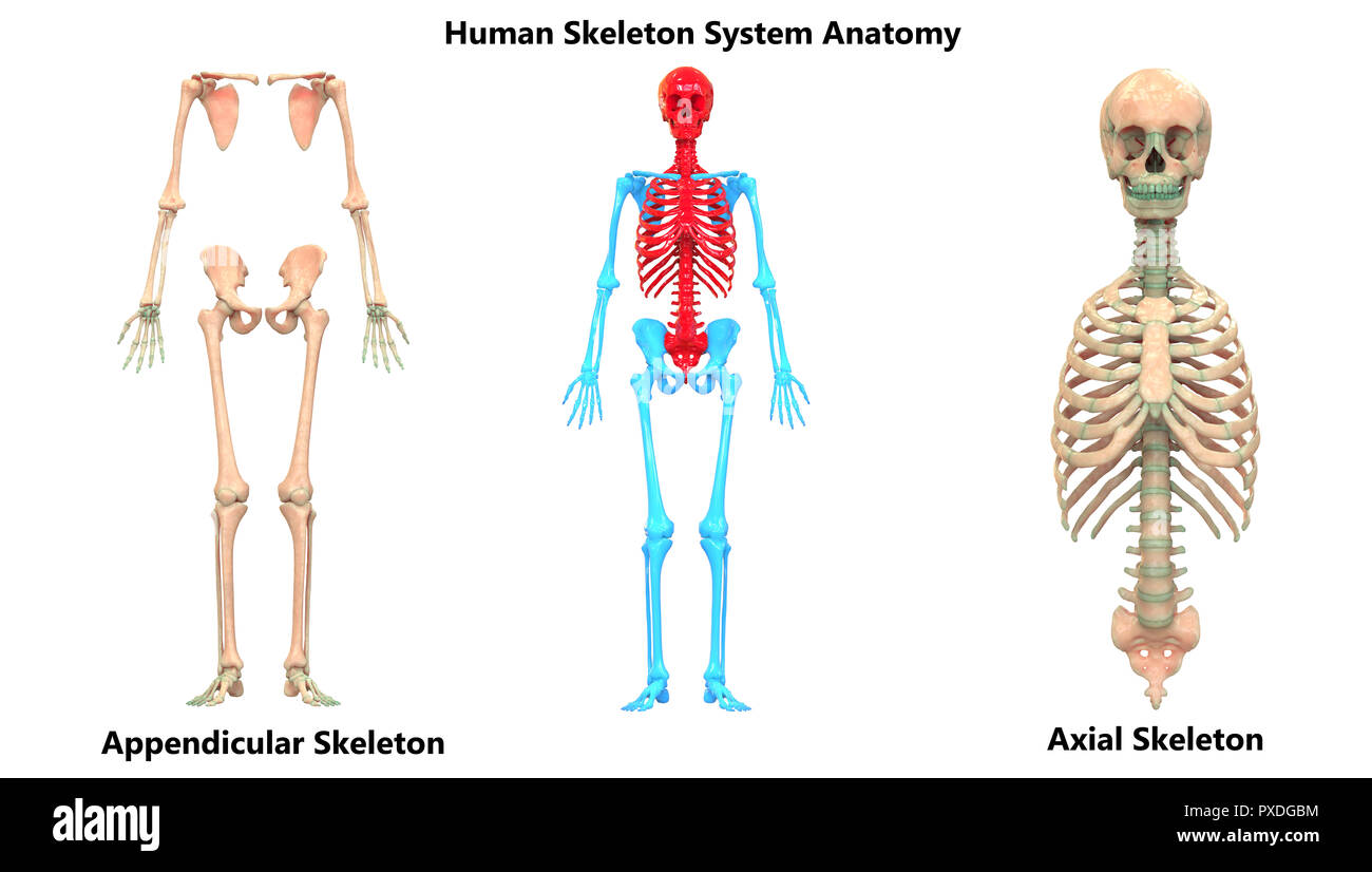 Menschliches Skelett System Appendicular und axialen Skelett Anatomie Stockfoto