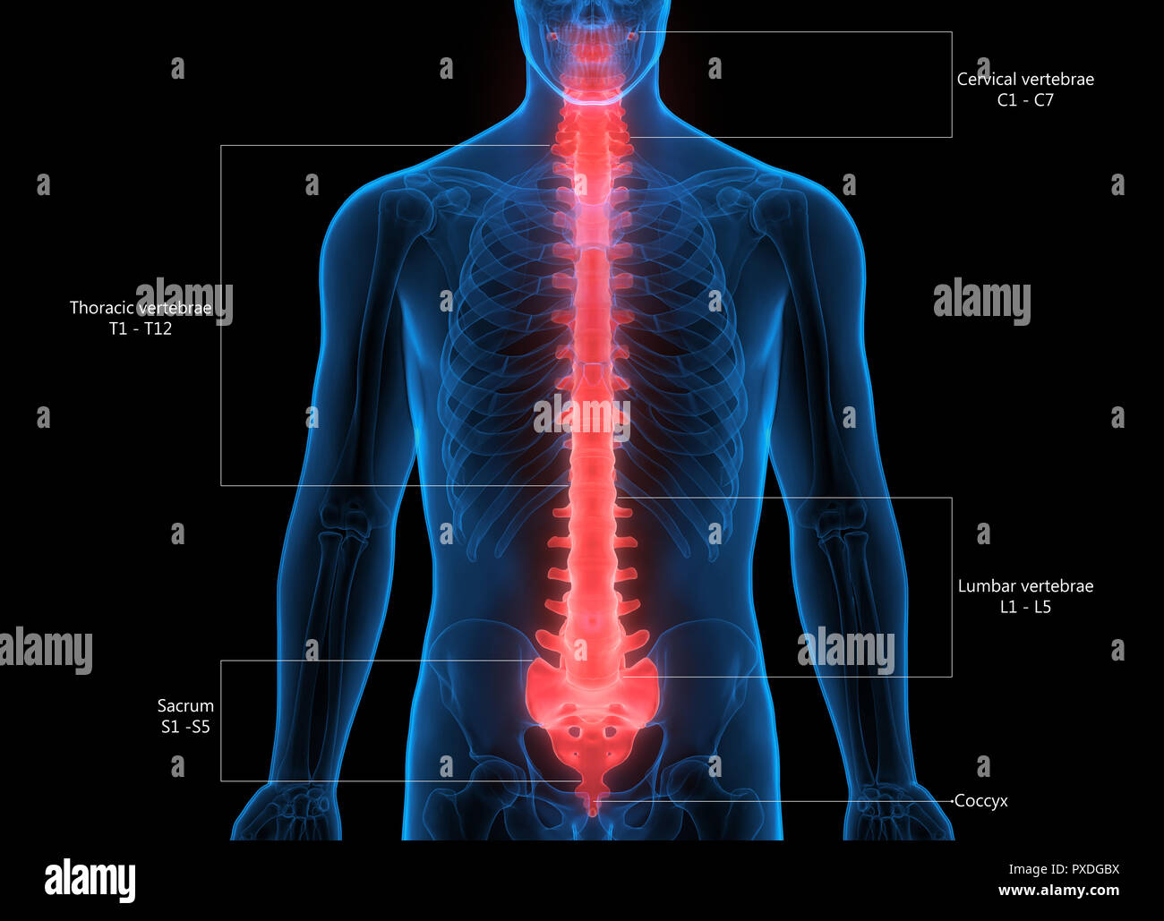 Menschliches Skelett System Wirbelsäule Anatomie Stockfotografie - Alamy