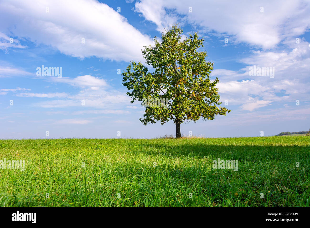 Wunderschöne einsame Eiche mit bunten Blätter im Herbst auf der grünen Wiese an einem sonnigen Tag (Details). Stockfoto