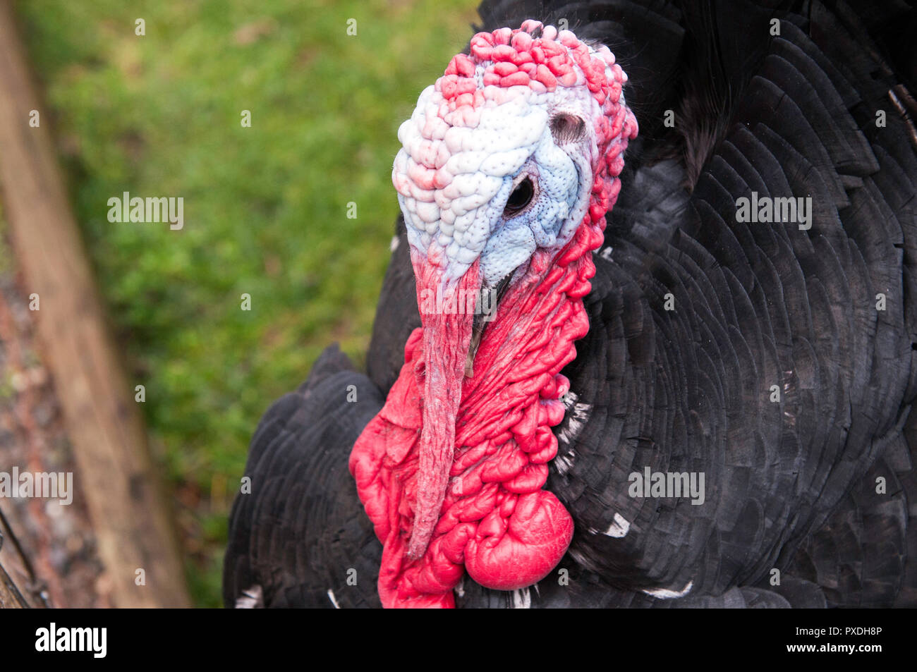 Nahaufnahme eines inländischen Türkei - das ist verrückt, hässlichen großen Vogel Stockfoto