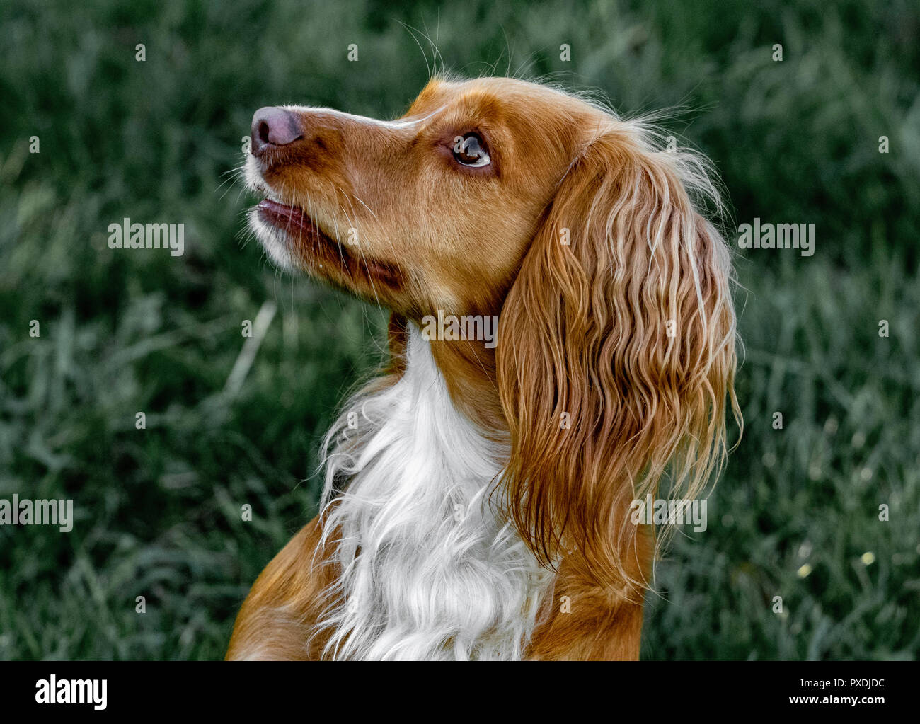 Arbeiten Cocker Spaniel Gundog Training Stockfoto