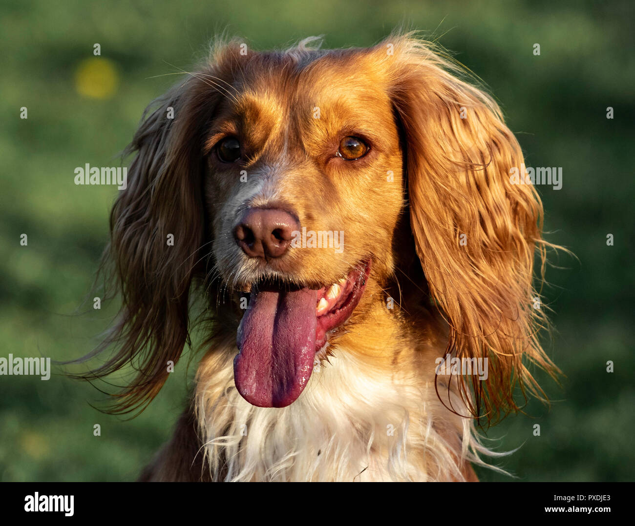 Arbeiten Cocker Spaniel Gundog Training Stockfoto