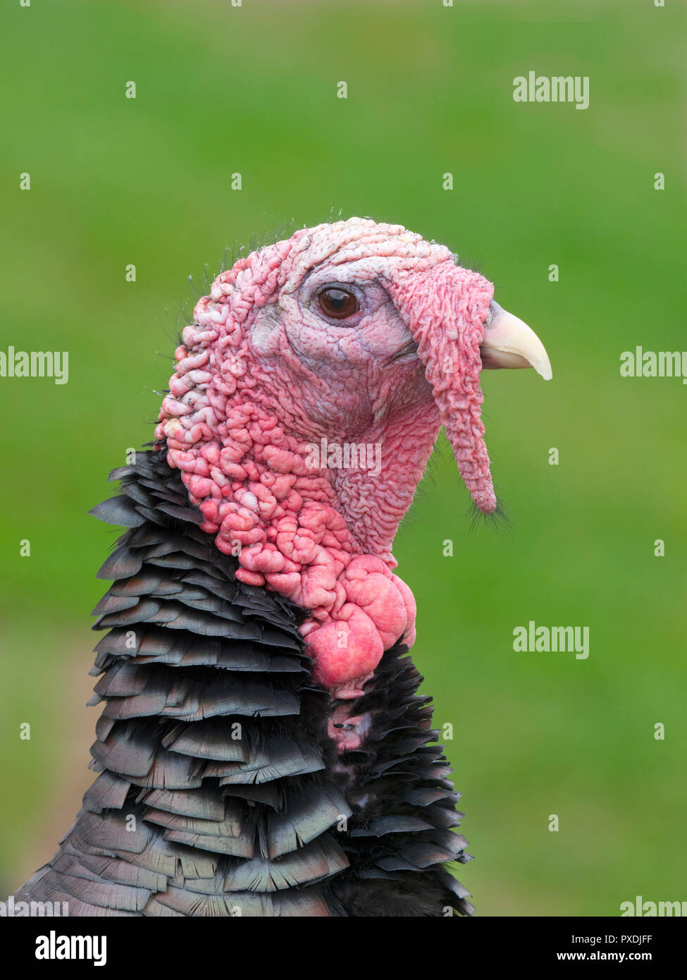 Norfolk schwarzes Türkei Portrait Stockfoto