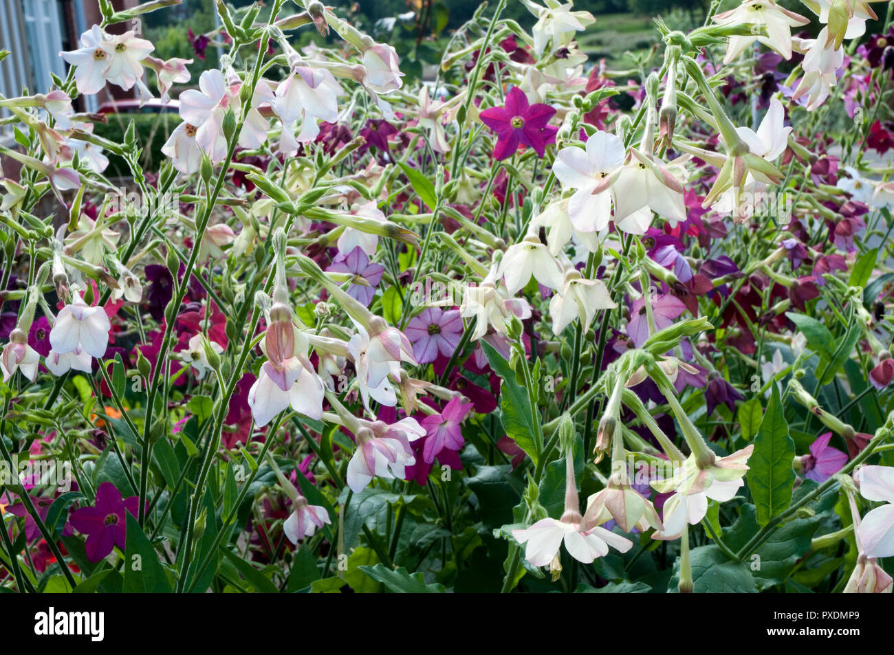 Nicotiana (Tabak) Sensation gemischte Blumen im Garten Stockfoto