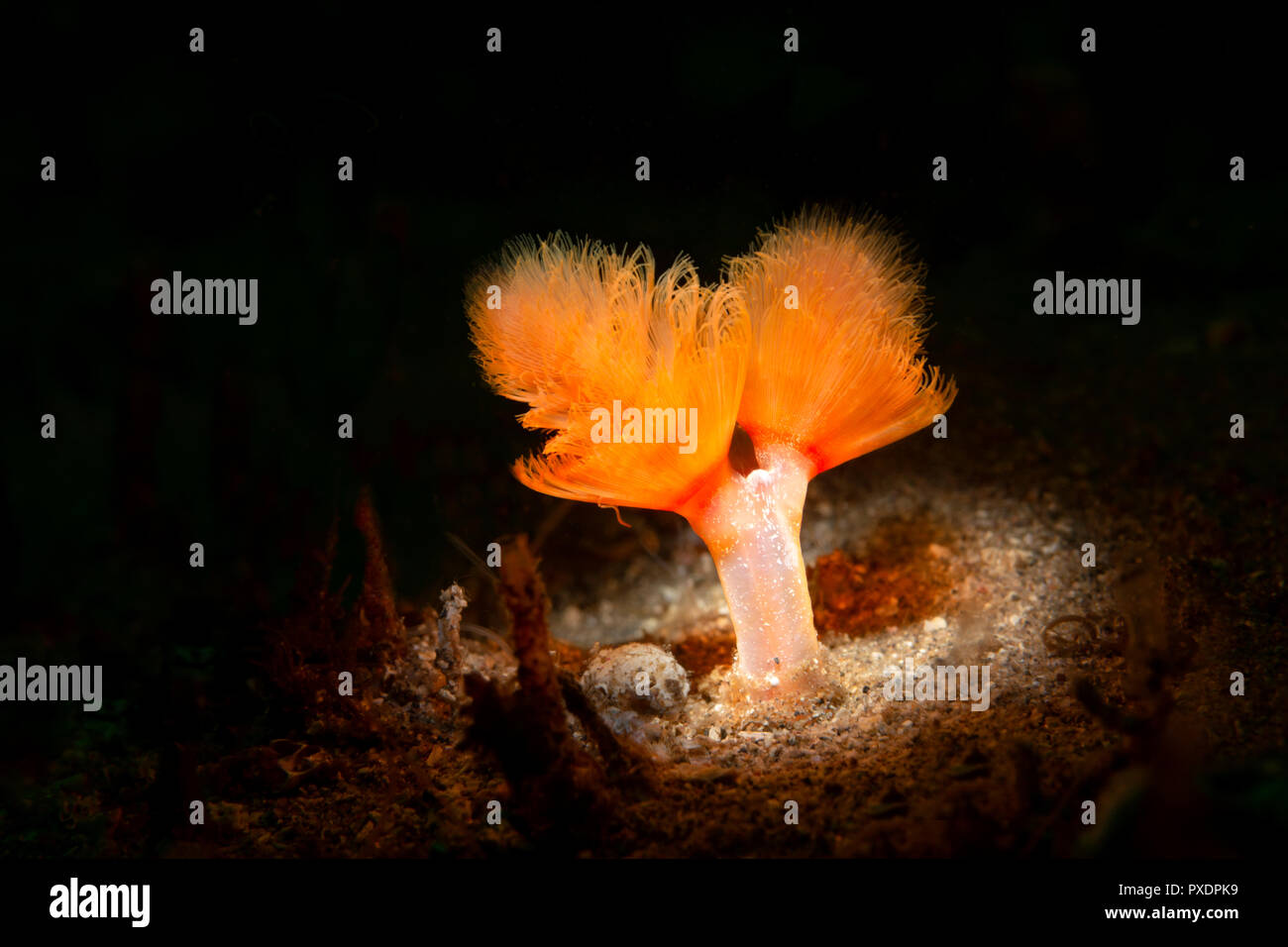 Im Sand des kalifornischen Ozeanbodens lebt ein orangefarbener Plumenwurm. Um dem Wirbellosen ein einzigartiges Aussehen zu verleihen, wurde das Tier von einem kreisförmigen Snoot beleuchtet. Stockfoto