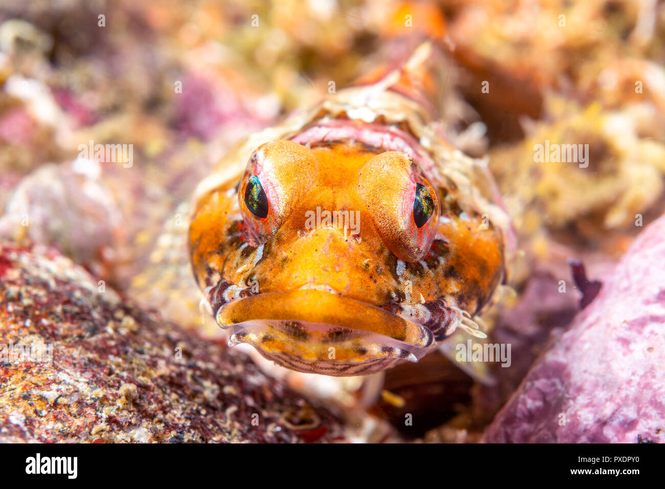 Ein coralline sculpin ruht auf einem Riff in den Gewässern des Kalifornischen Kanalinseln. Stockfoto