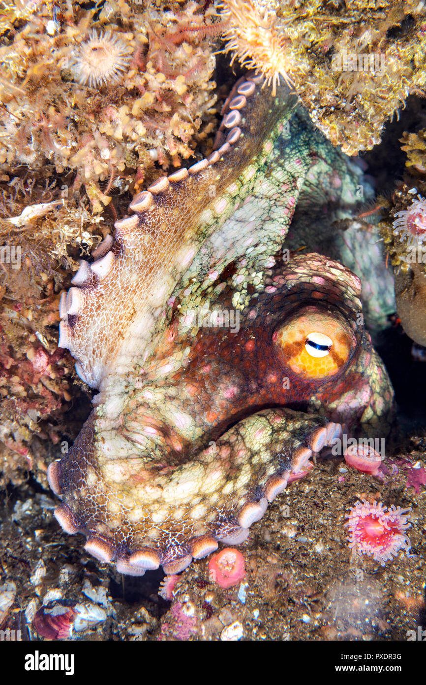 Ein niedliches Octopus liegt bewegungslos in Spalt, wie es änderungen Farben in mit dem Hintergrund zu verschmelzen Stockfoto