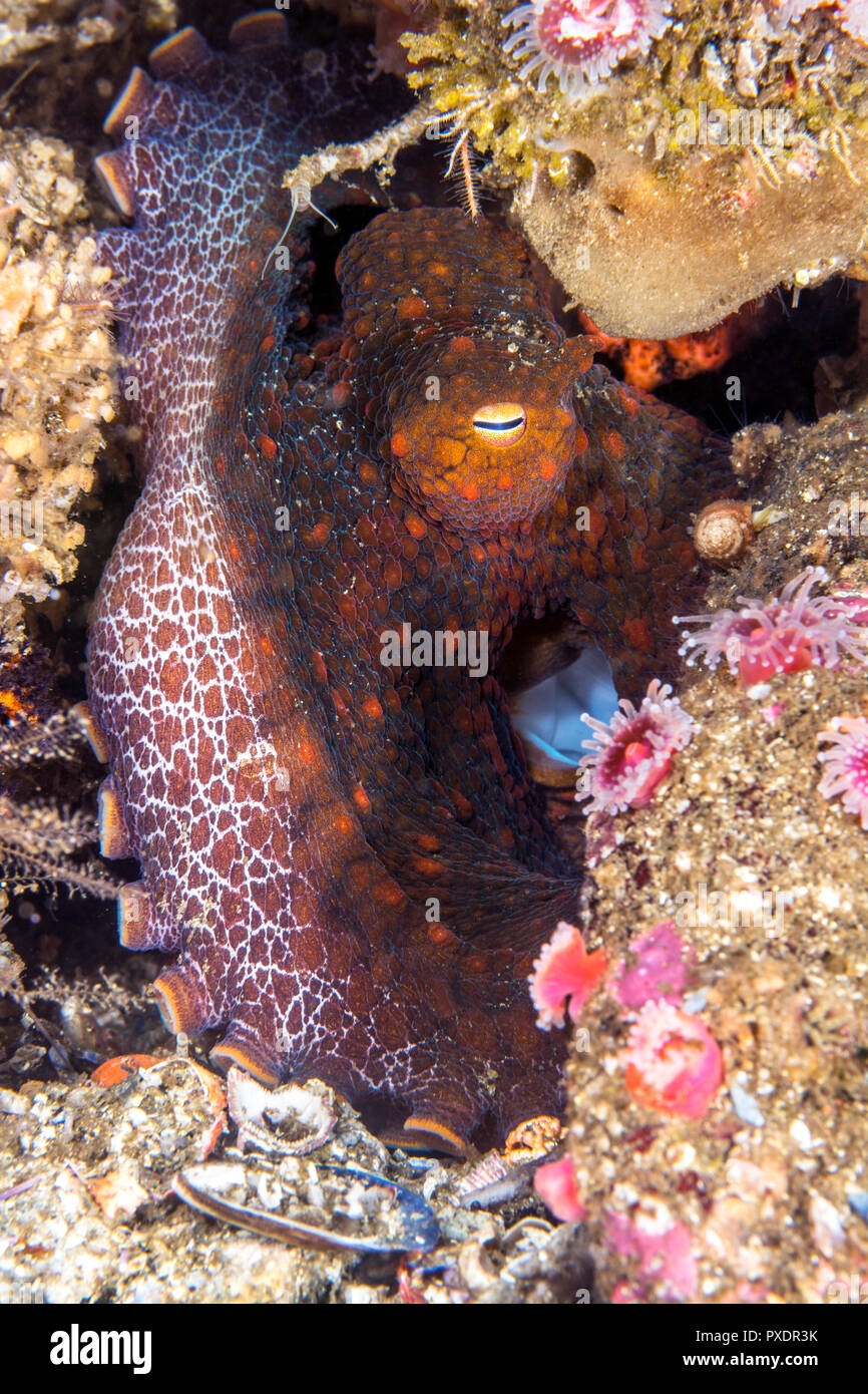 Ein niedliches Octopus liegt bewegungslos in Spalt, wie es änderungen Farben in mit dem Hintergrund zu verschmelzen Stockfoto